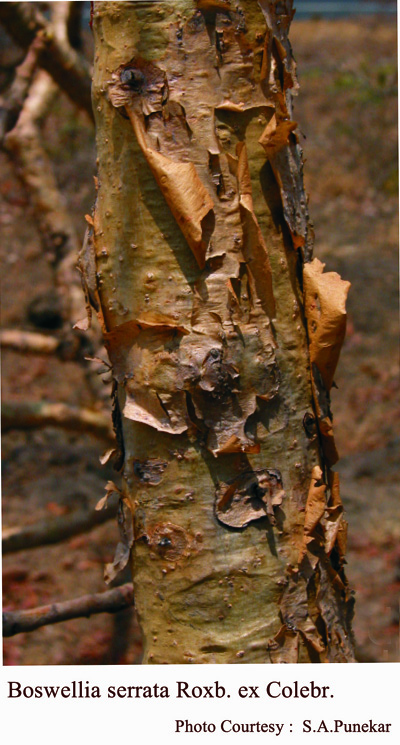 Boswellia serrata Roxb. ex Colebr.